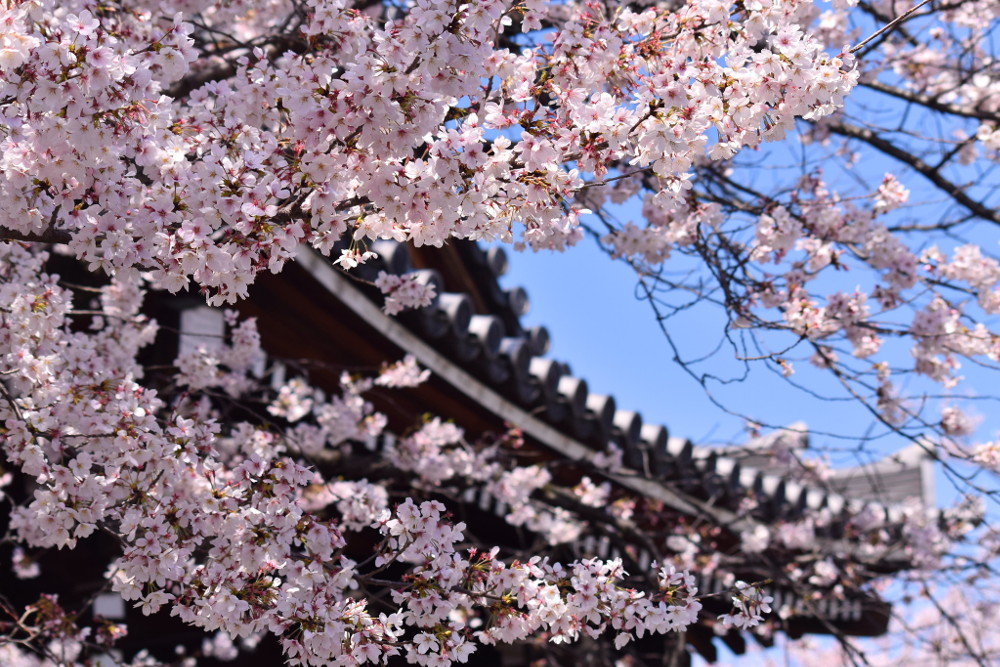 I colori della natura: alla scoperta del Giappone - Nipponbashi Matsuri